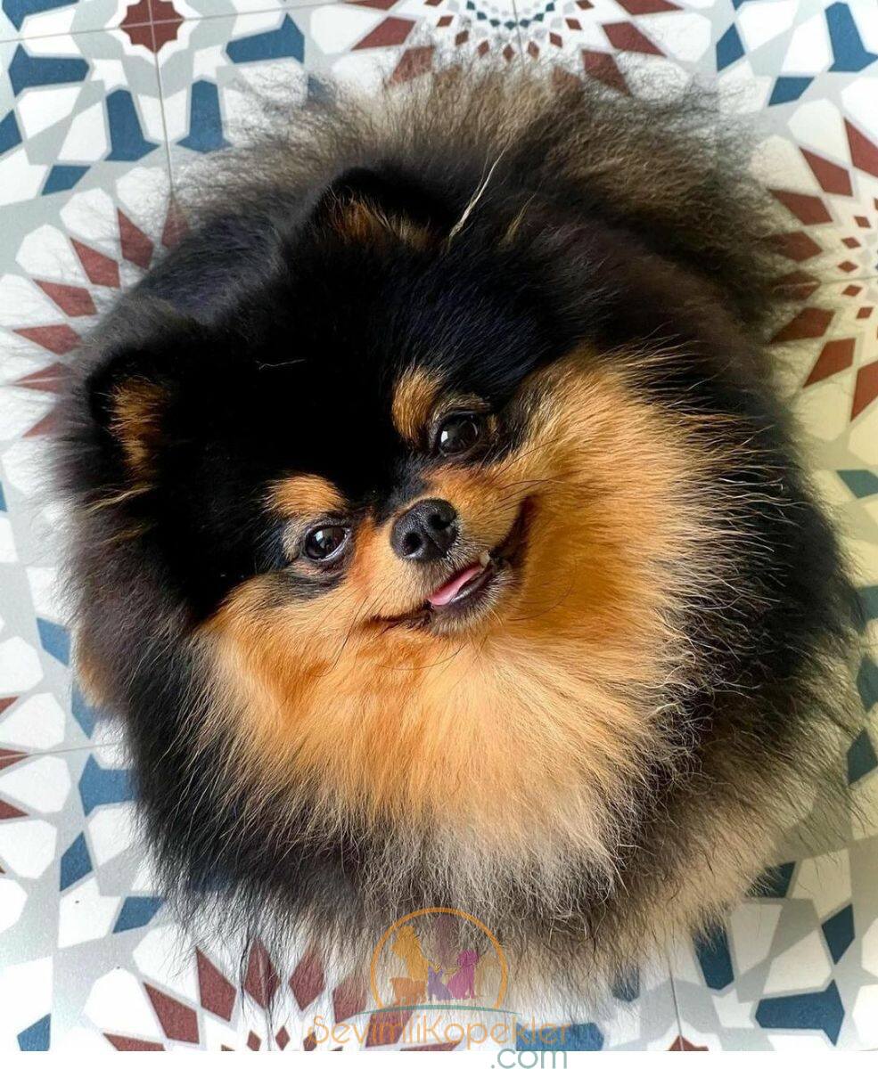 satılık Pomeranian fiyatı