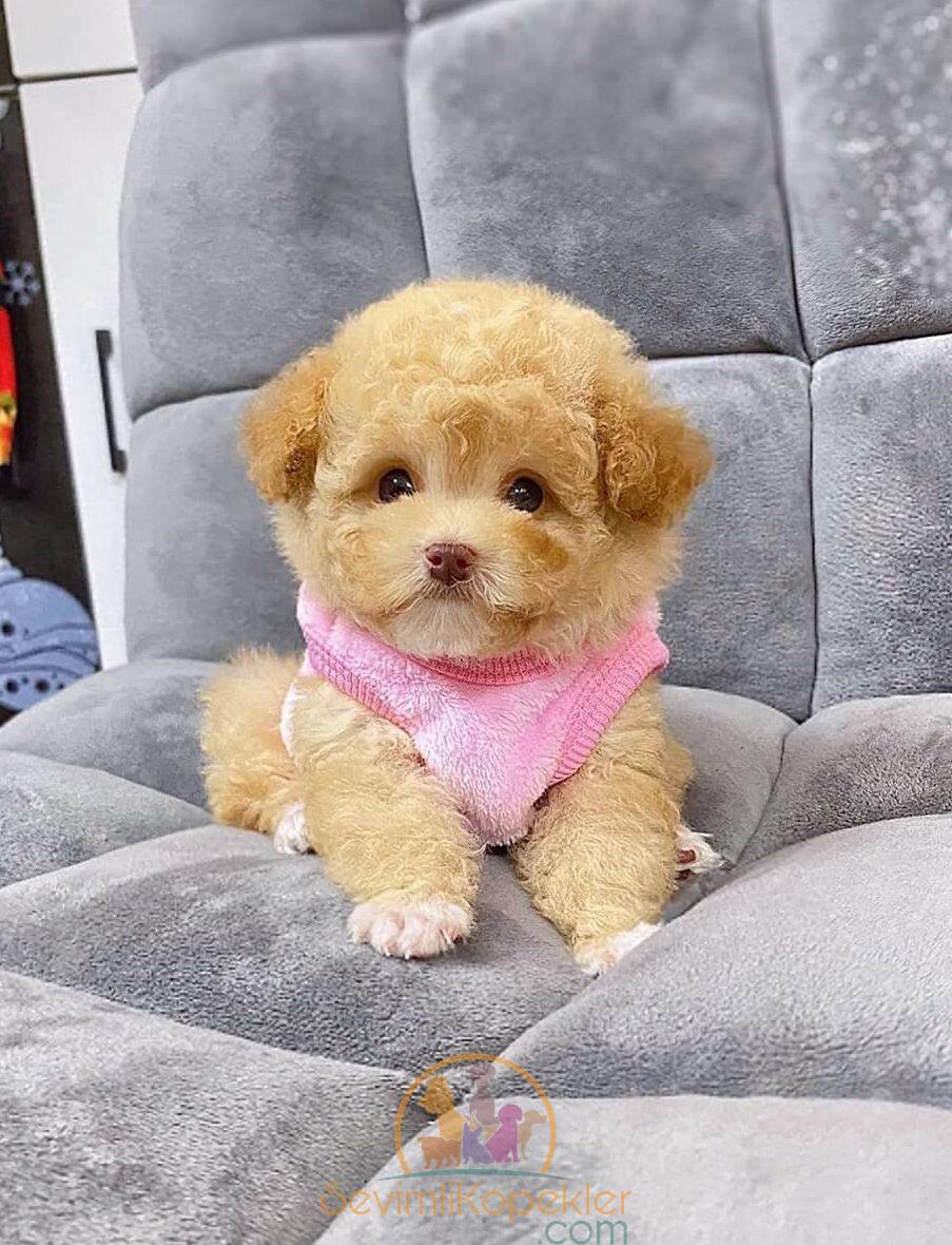 satılık Maltipoo fiyatı