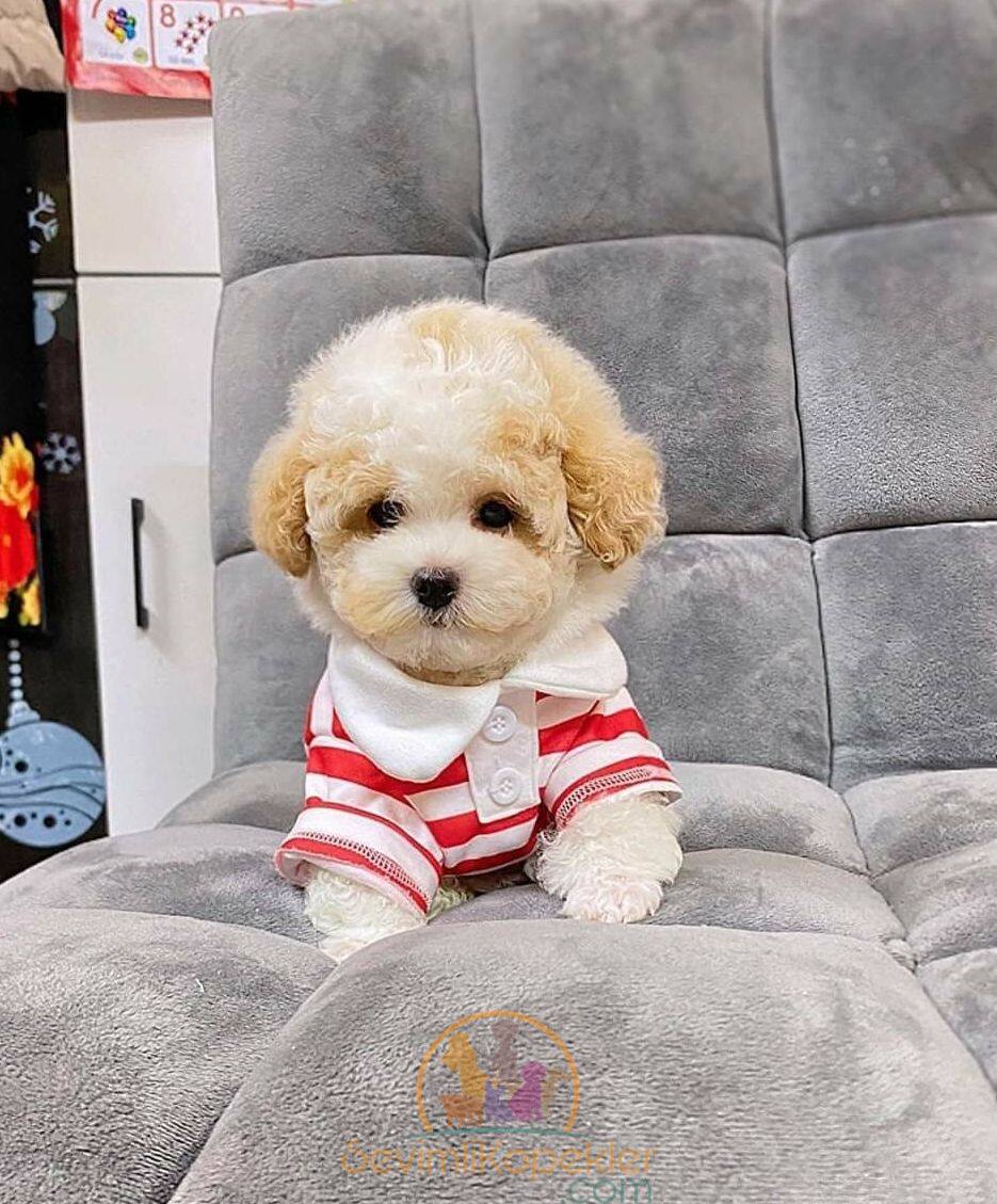 satılık Maltipoo fiyatı