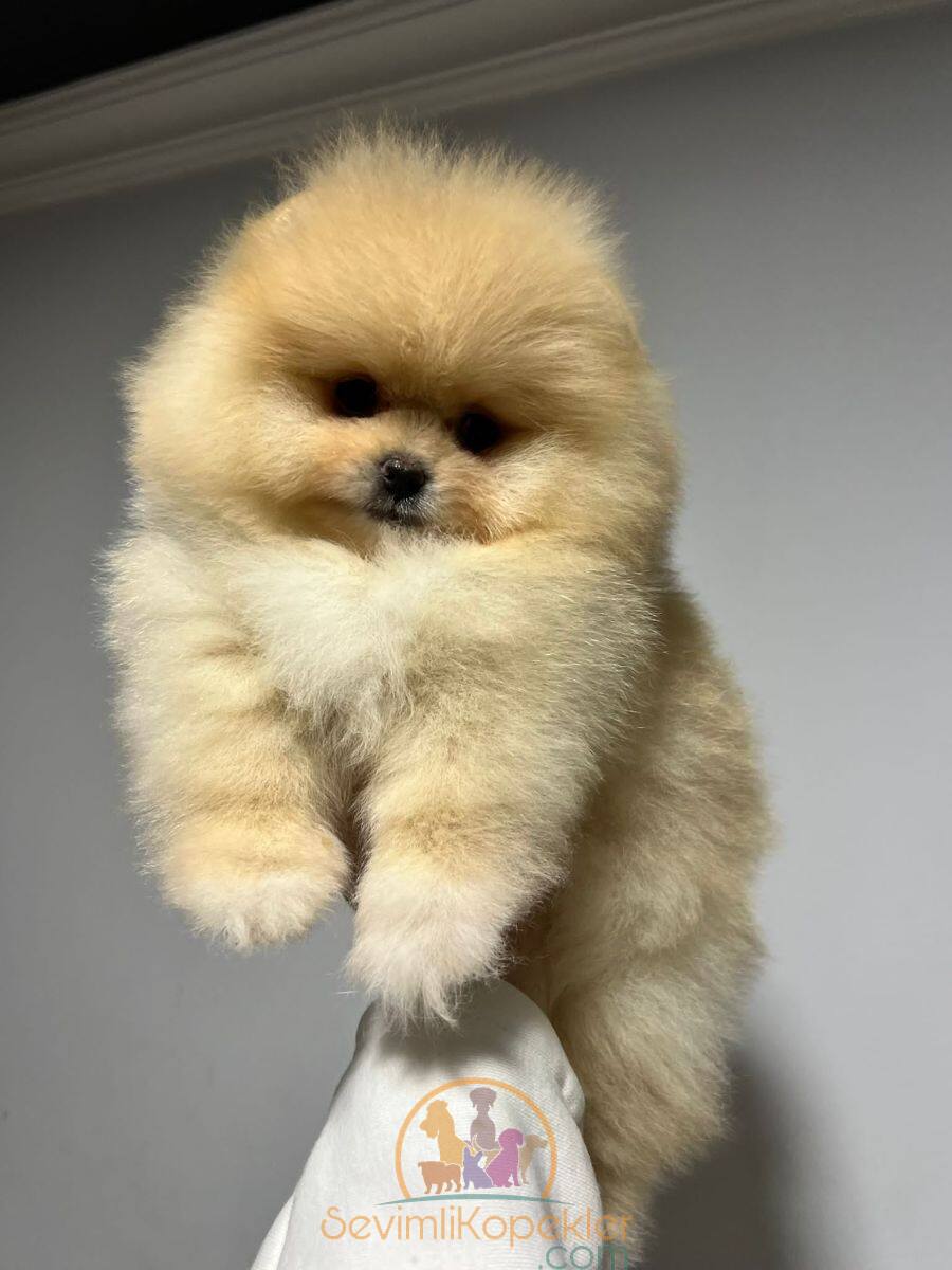 satılık Pomeranian üçüncü fotoğrafı