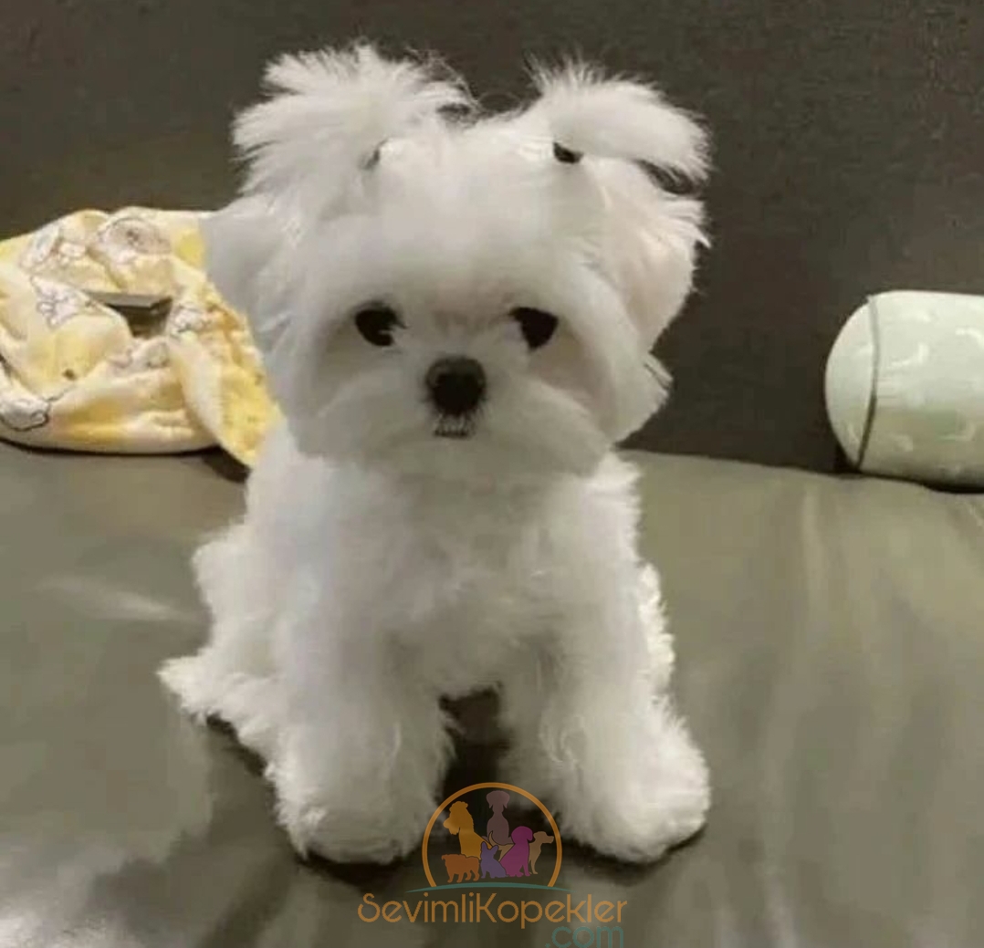 satılık-Terrier Maltese-1