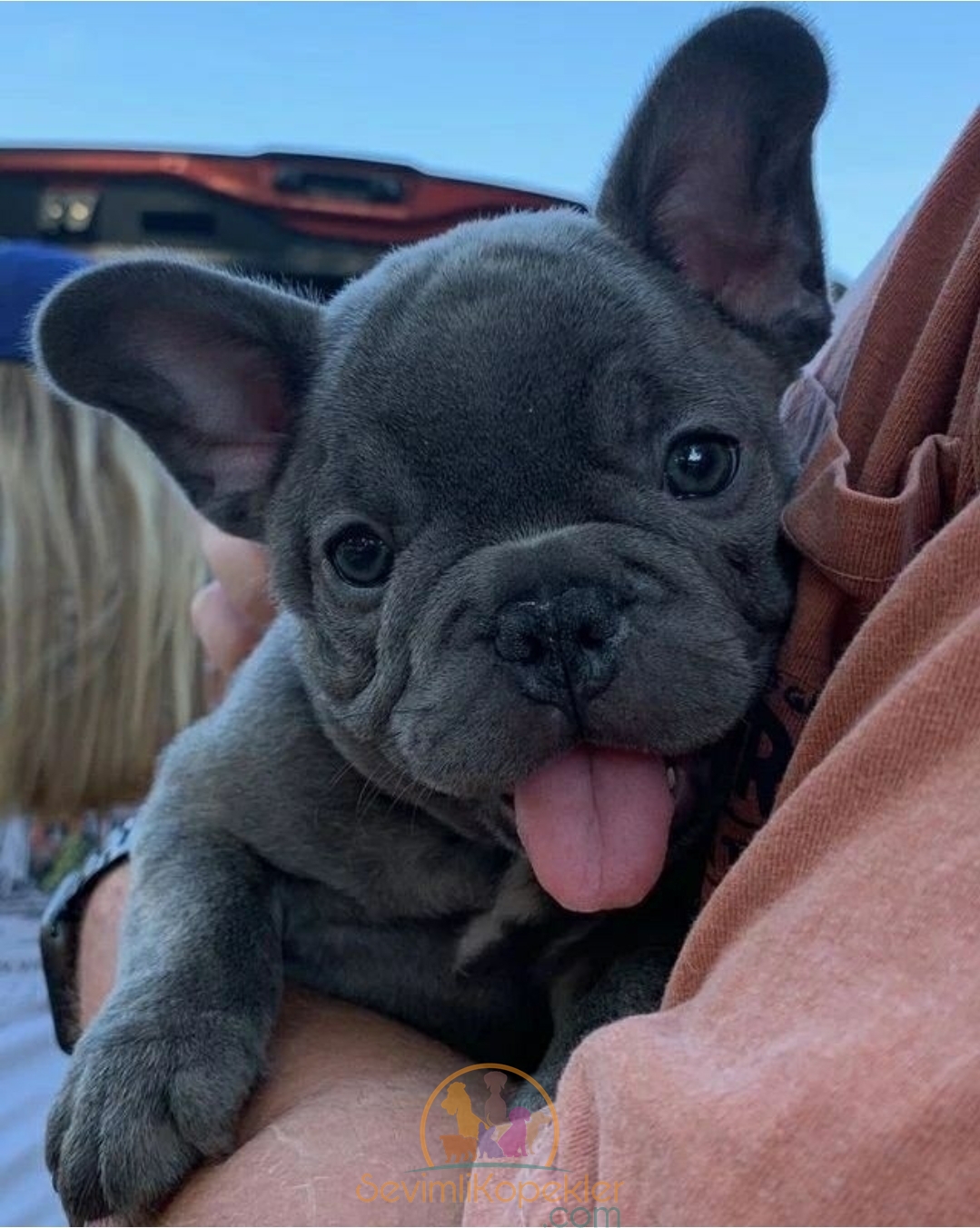 satılık French Bulldog fiyatı