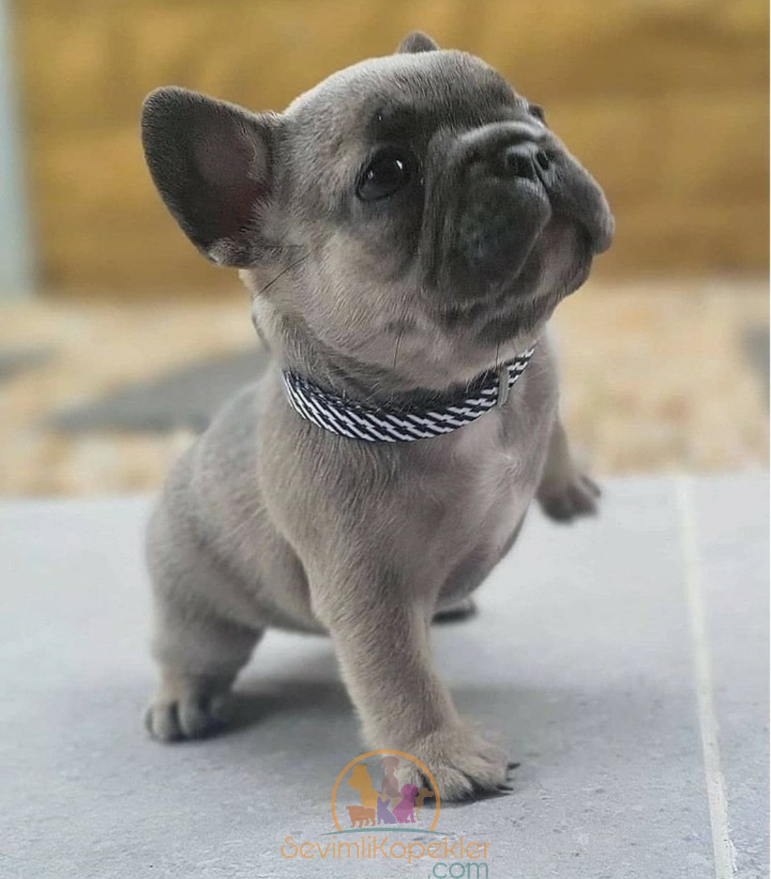 satılık French Bulldog fiyatı