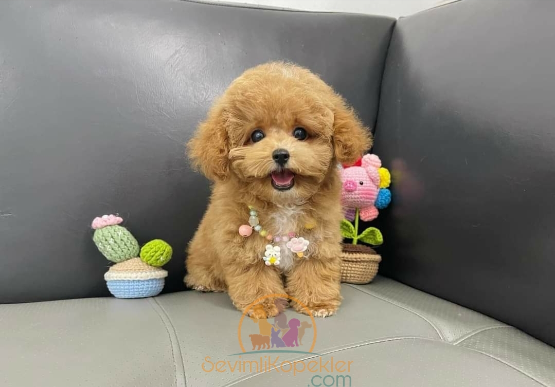 satılık-Maltipoo-1