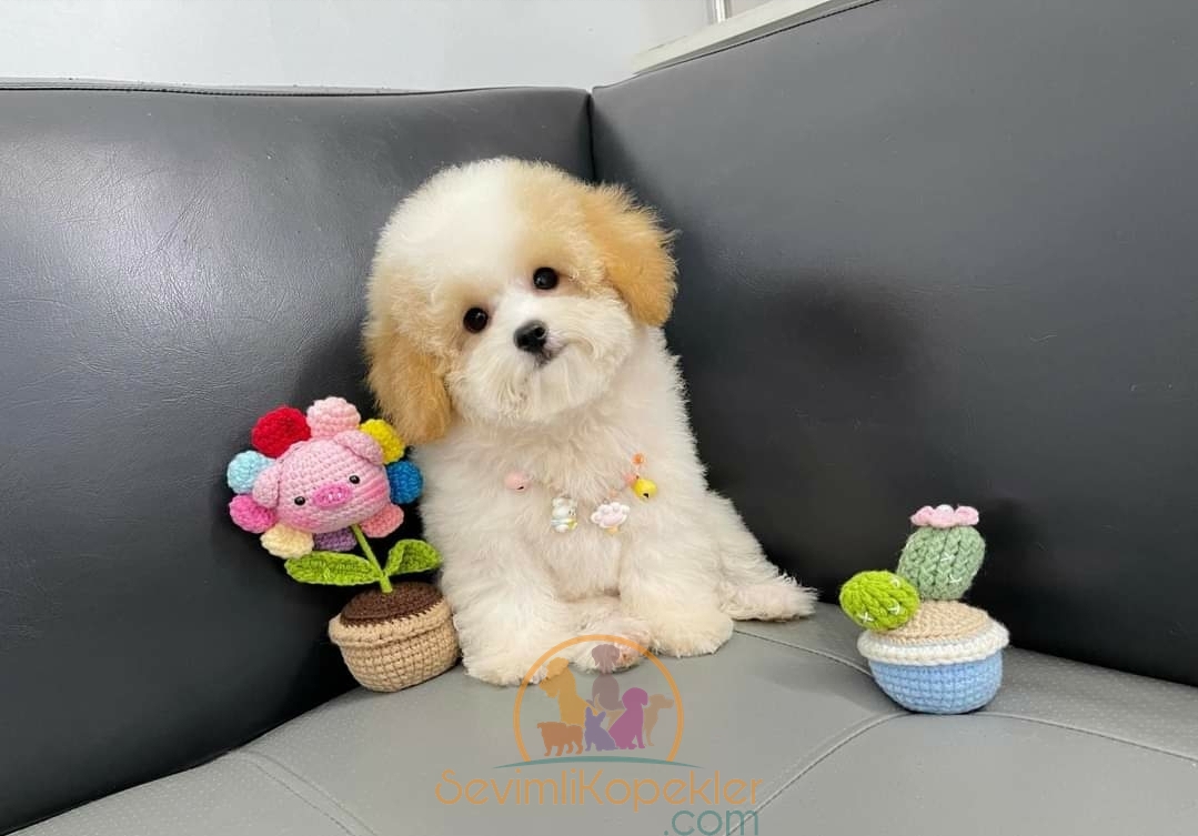 satılık-Maltipoo-1