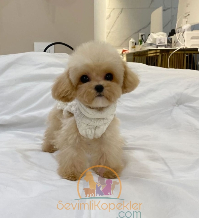 satılık Maltipoo fiyatı