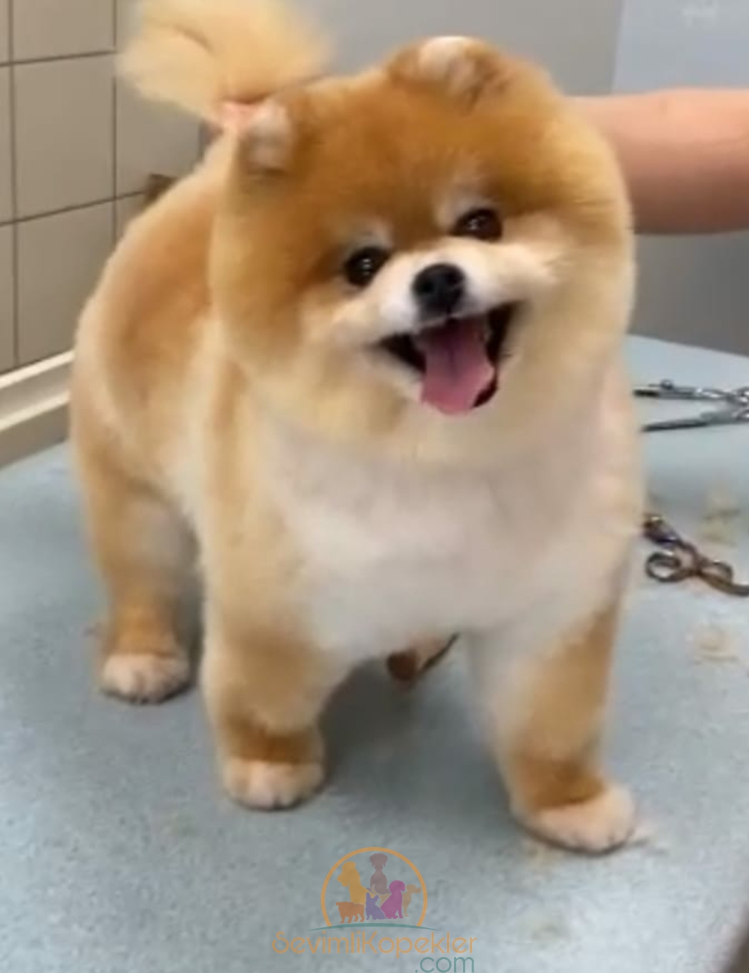 satılık Pomeranian fiyatı