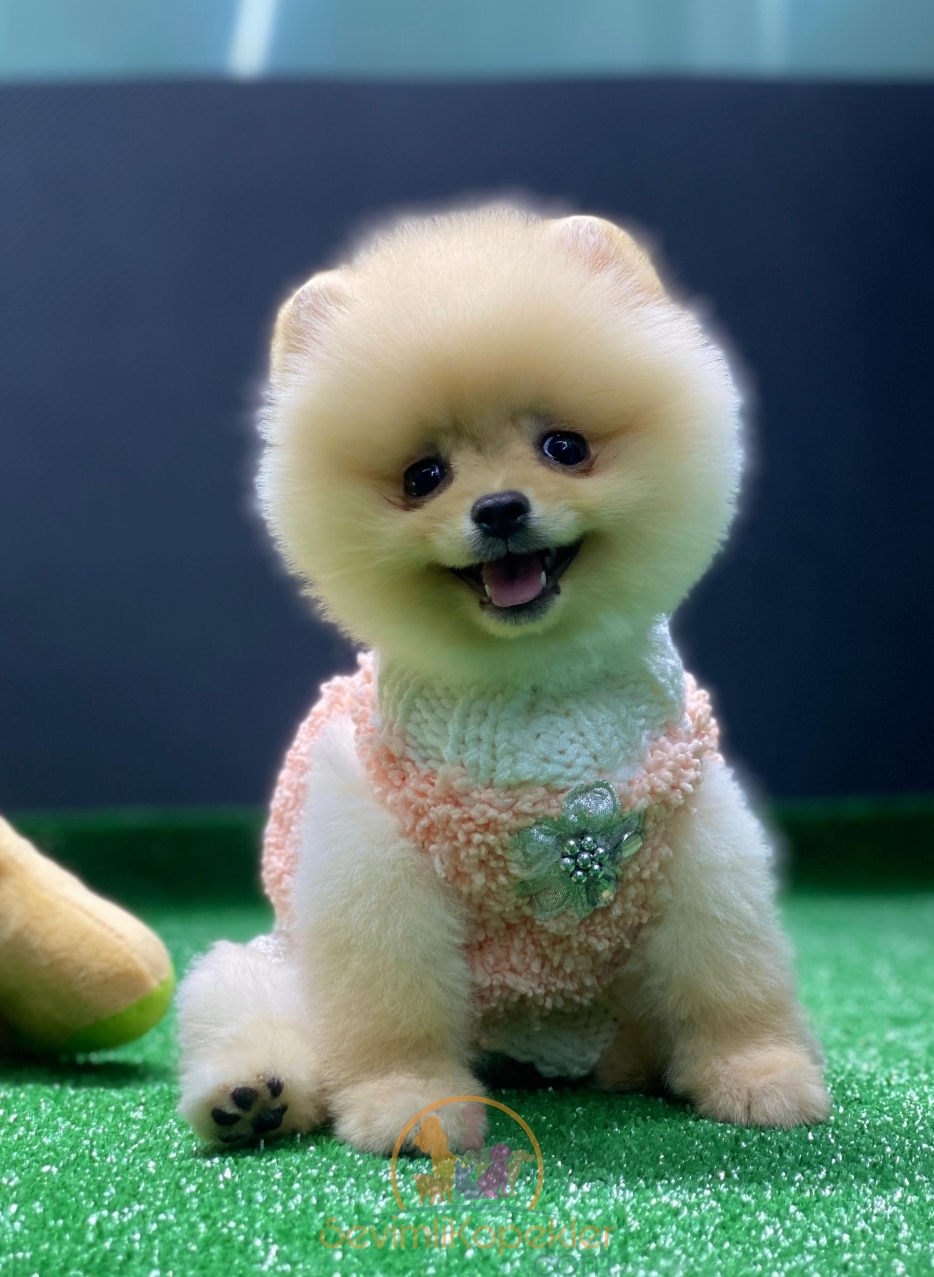 satılık Pomeranian fiyatı