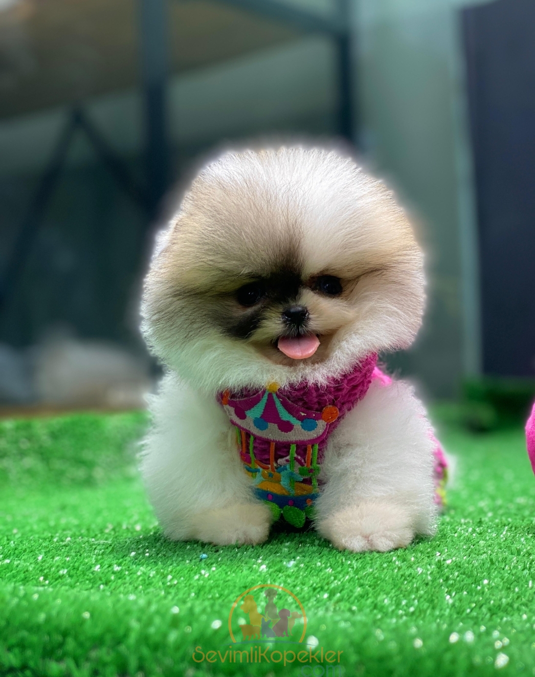 satılık Pomeranian fiyatı