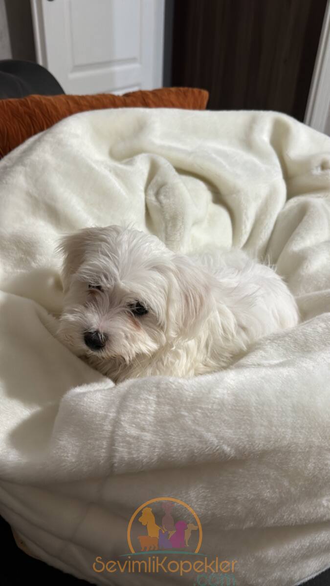 satılık Terrier Maltese ikinci fotoğrafı