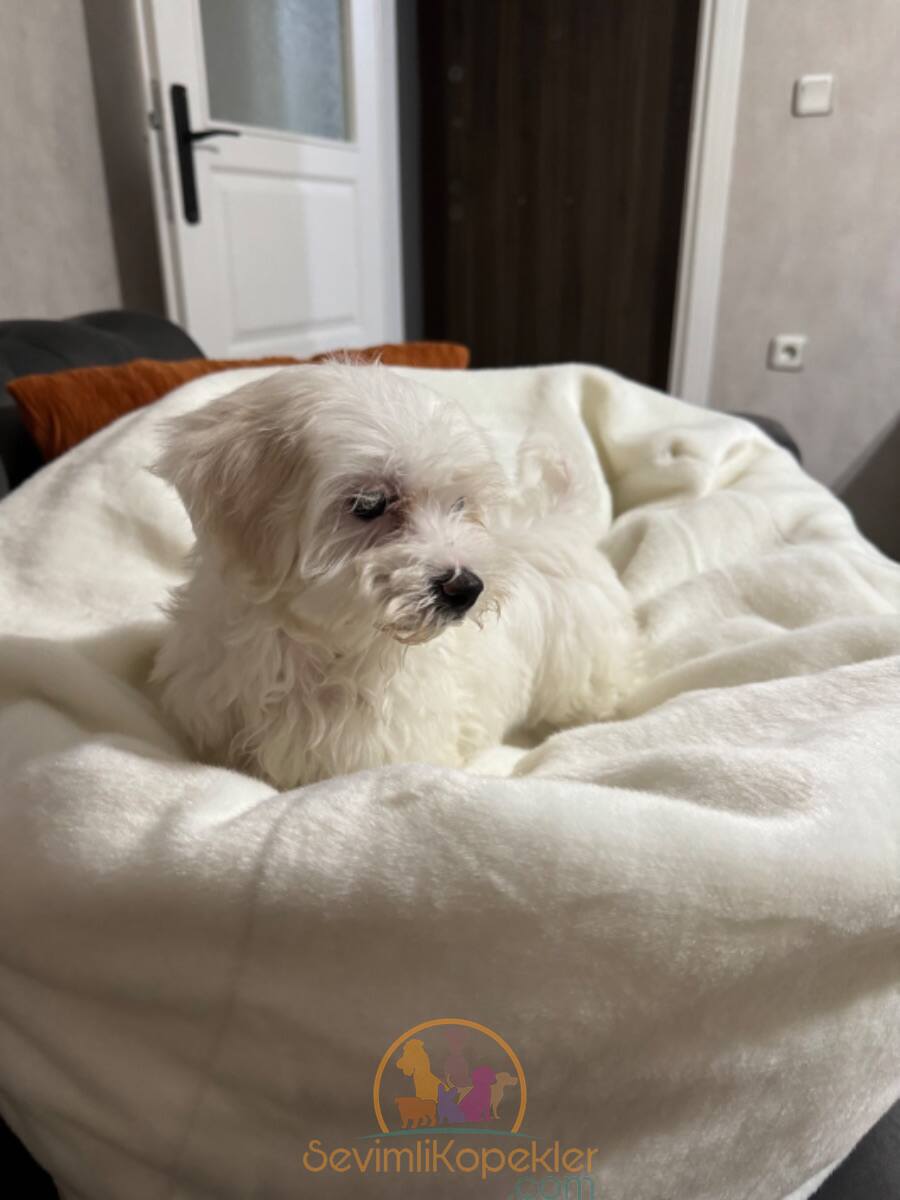 satılık Terrier Maltese beşinci fotoğrafı