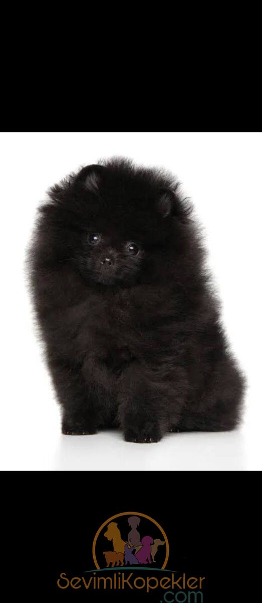 satılık Pomeranian ikinci fotoğrafı