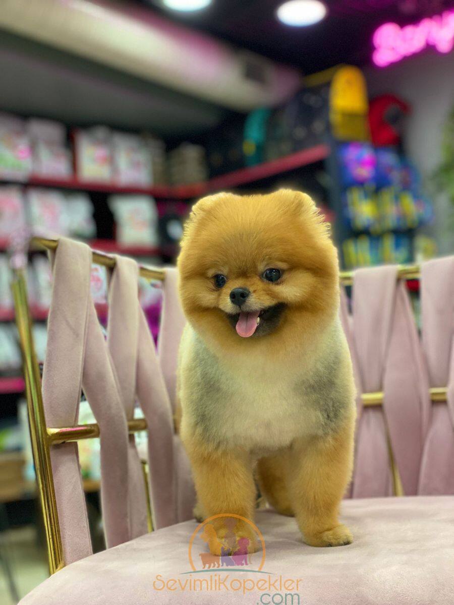 satılık Pomeranian ikinci fotoğrafı