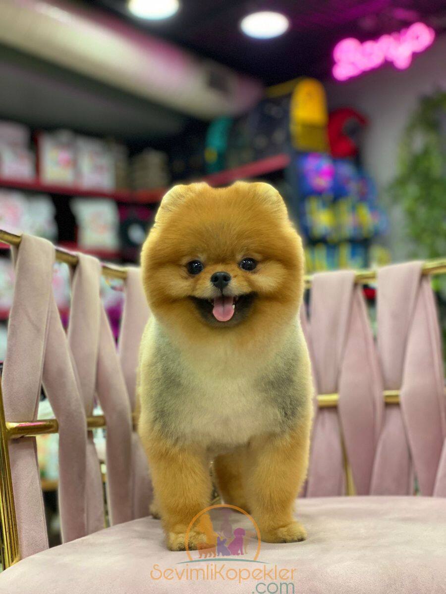 satılık Pomeranian üçüncü fotoğrafı