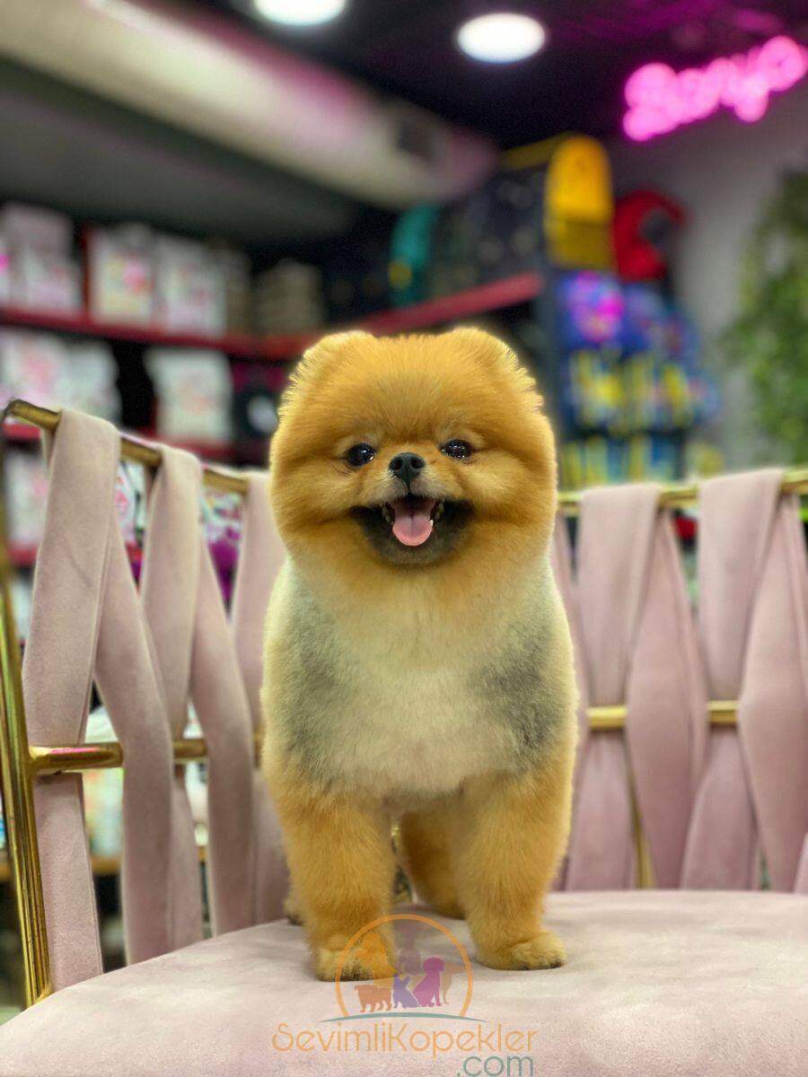 satılık Pomeranian fiyatı