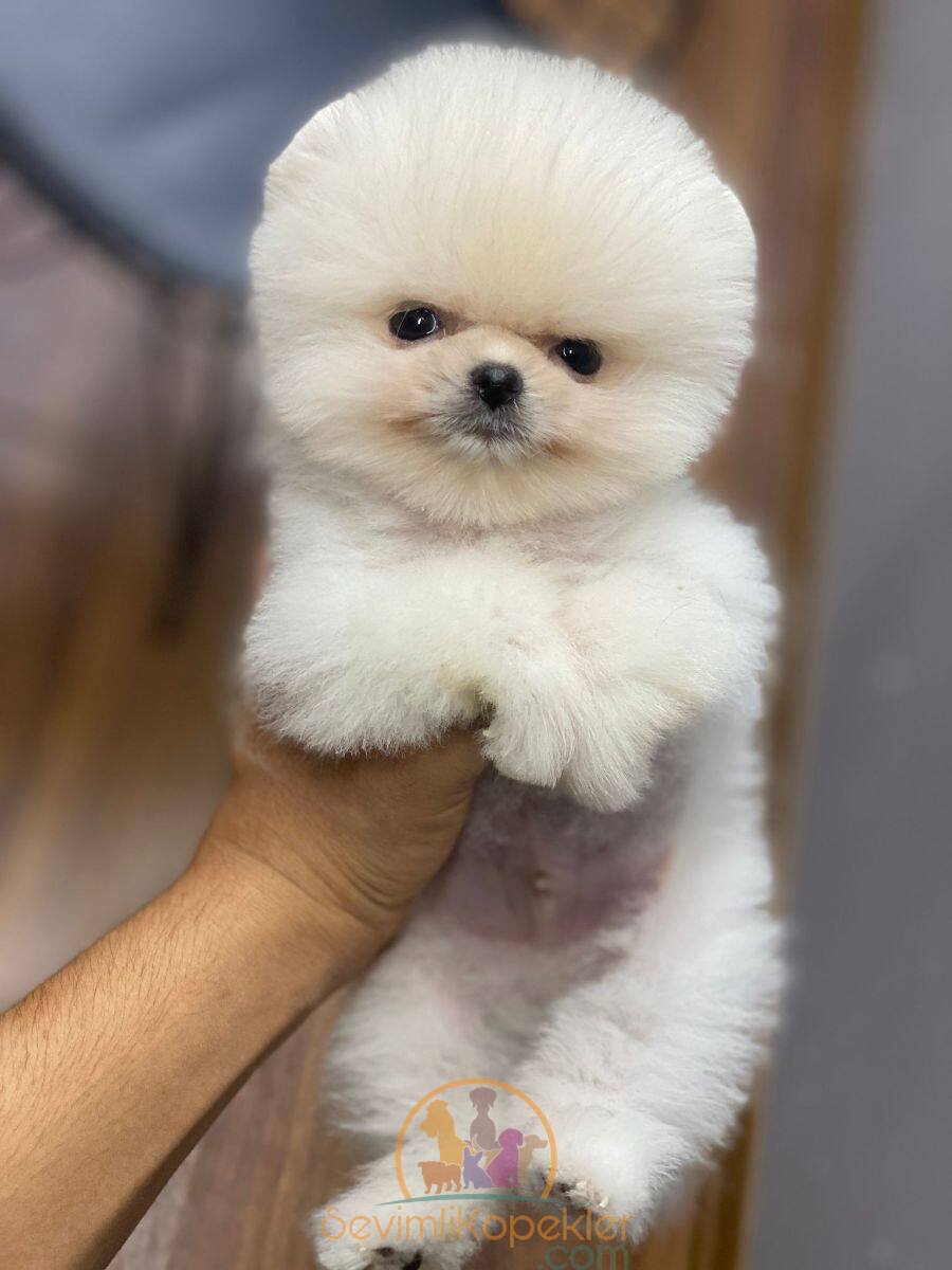 satılık Pomeranian ikinci fotoğrafı