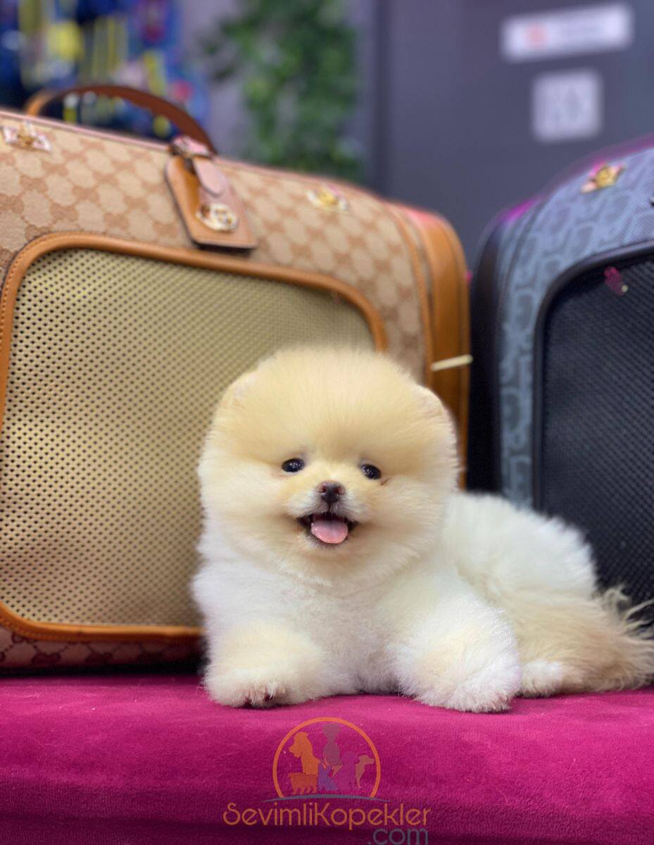 satılık Pomeranian ikinci fotoğrafı