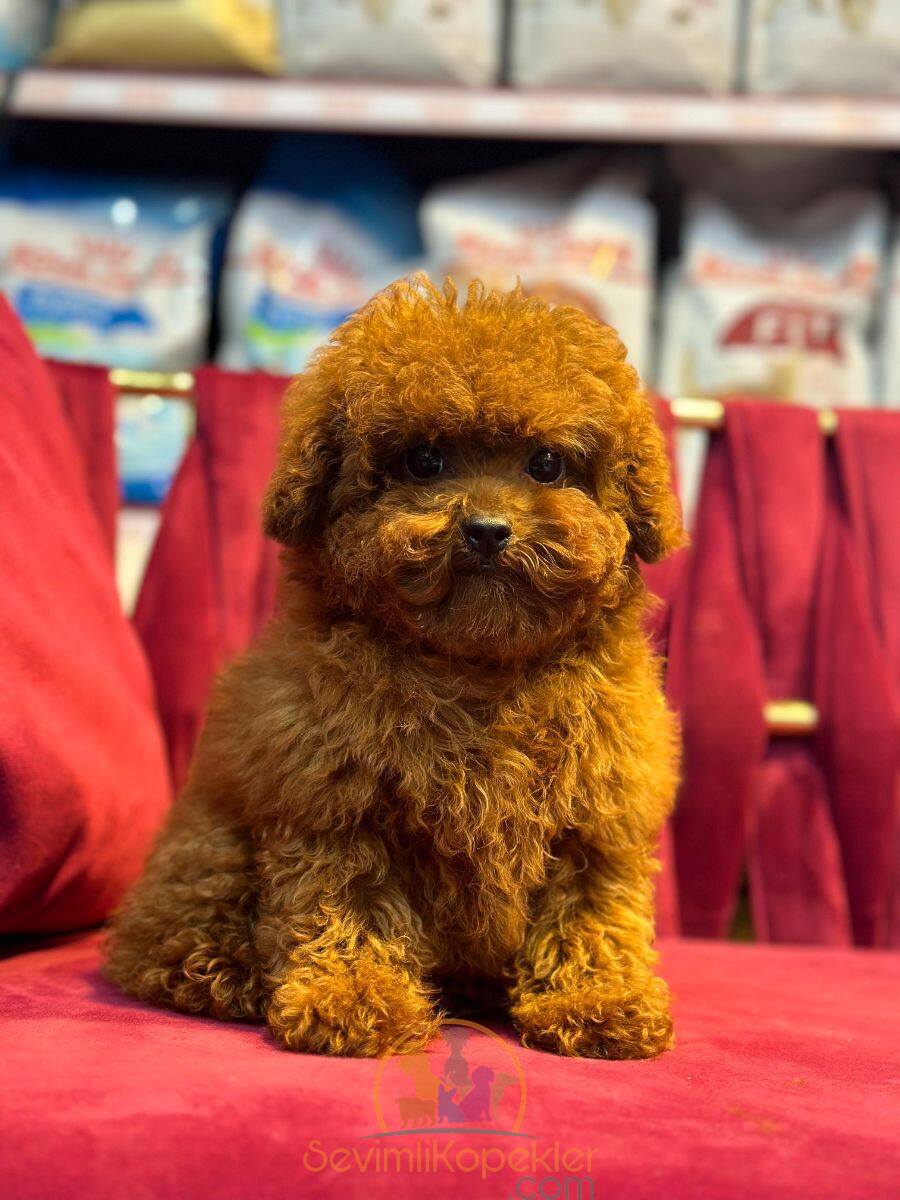 satılık Poodle Toy ikinci fotoğrafı