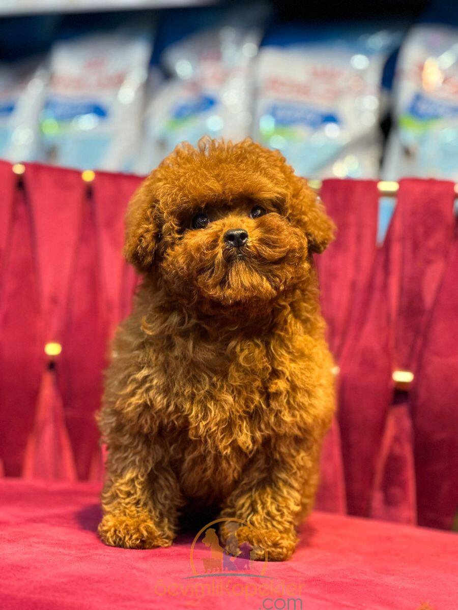 satılık Poodle Toy üçüncü fotoğrafı