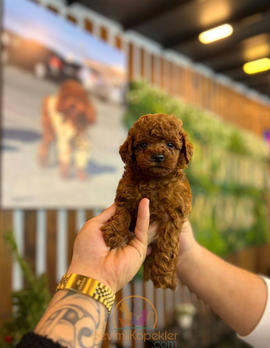 satılık Poodle Toy üçüncü fotoğrafı