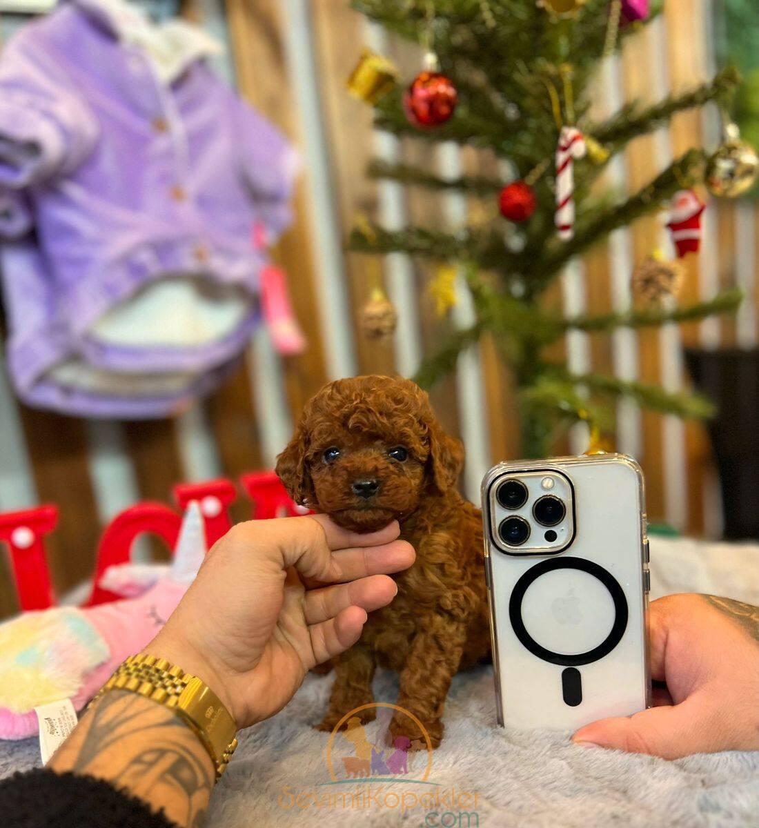 satılık Poodle Toy üçüncü fotoğrafı