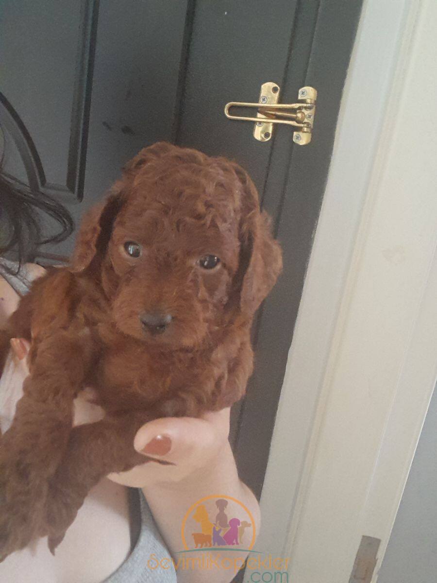 satılık Poodle Toy fiyatı