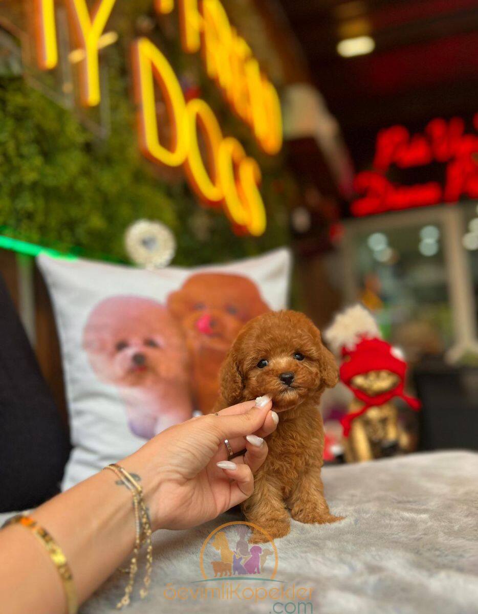 satılık Poodle Toy üçüncü fotoğrafı