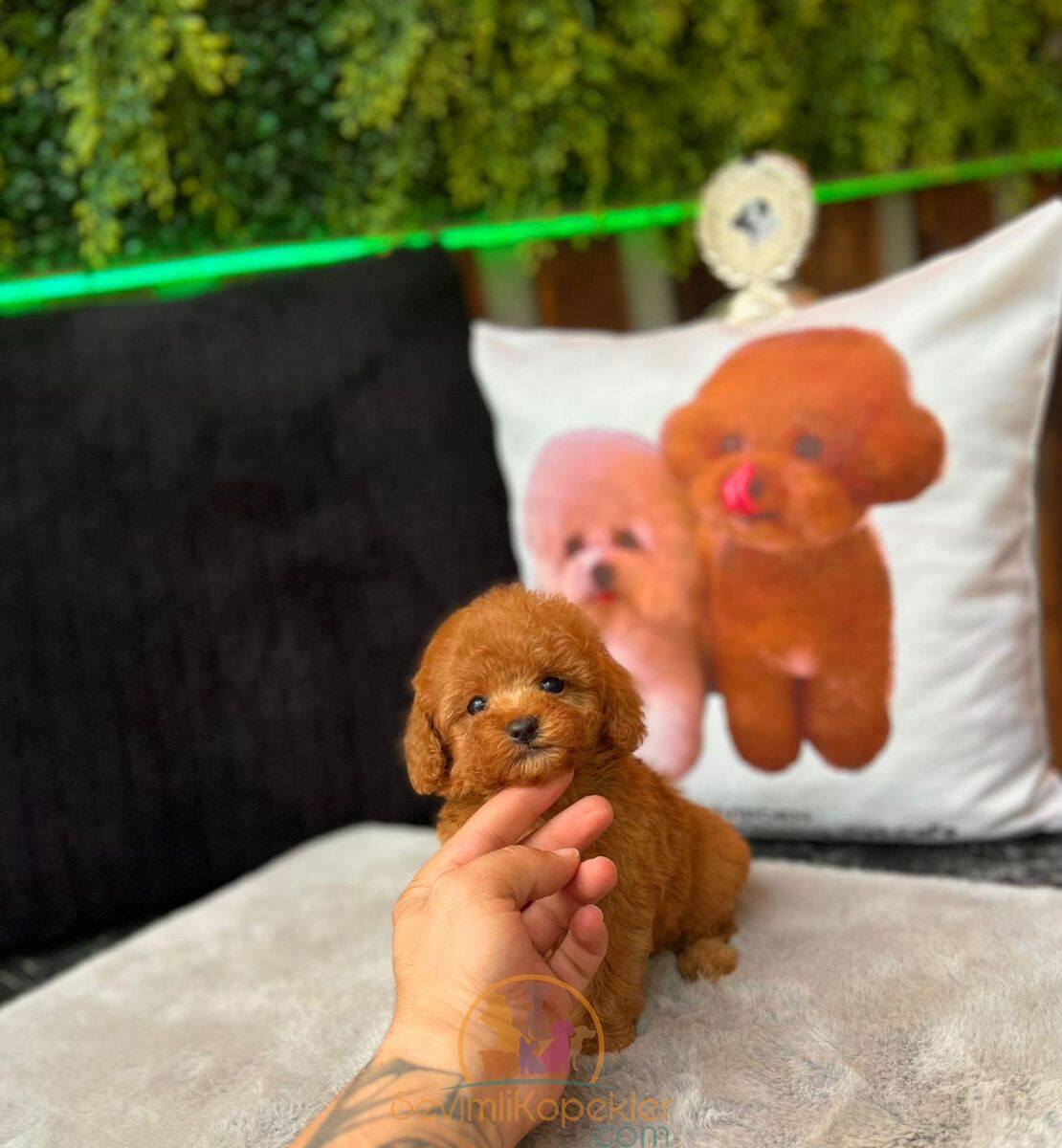 satılık Poodle Toy dördüncü fotoğrafı