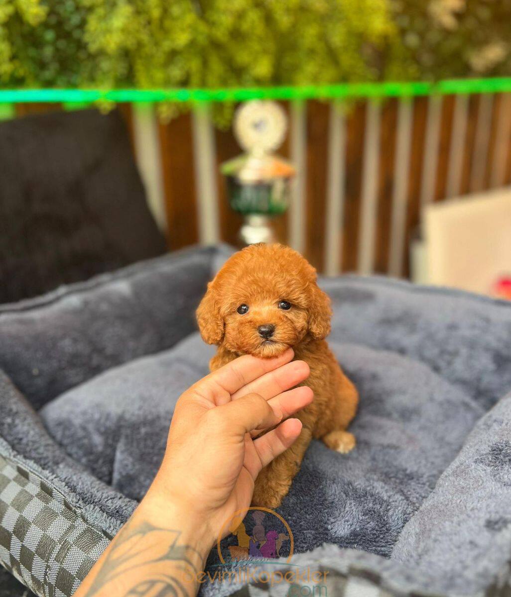 satılık Poodle Toy beşinci fotoğrafı