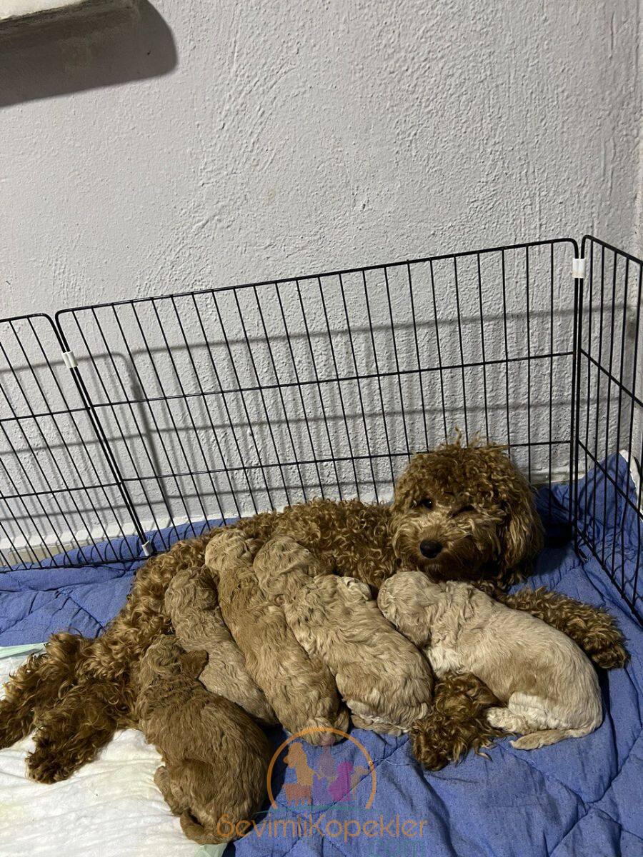 satılık Poodle Toy üçüncü fotoğrafı