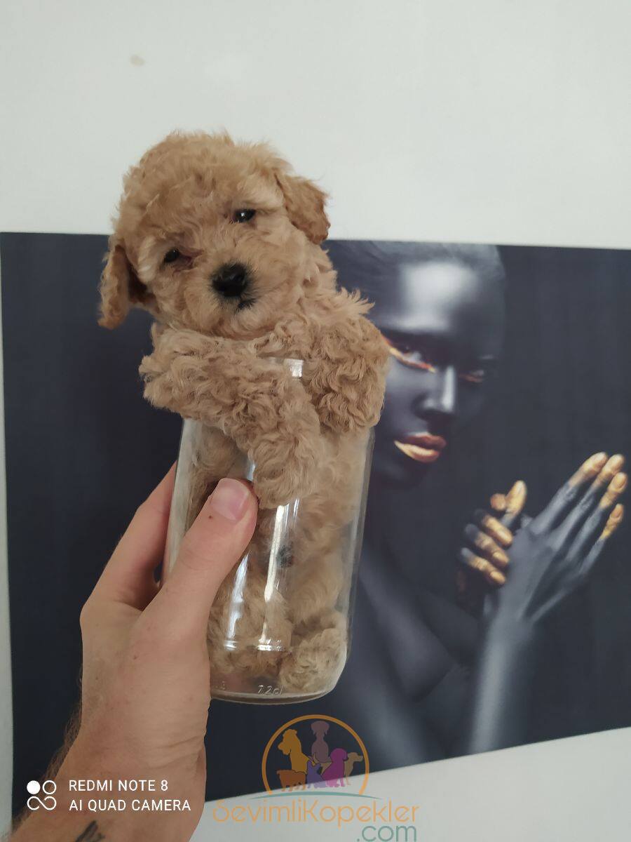 satılık Poodle Toy dördüncü fotoğrafı