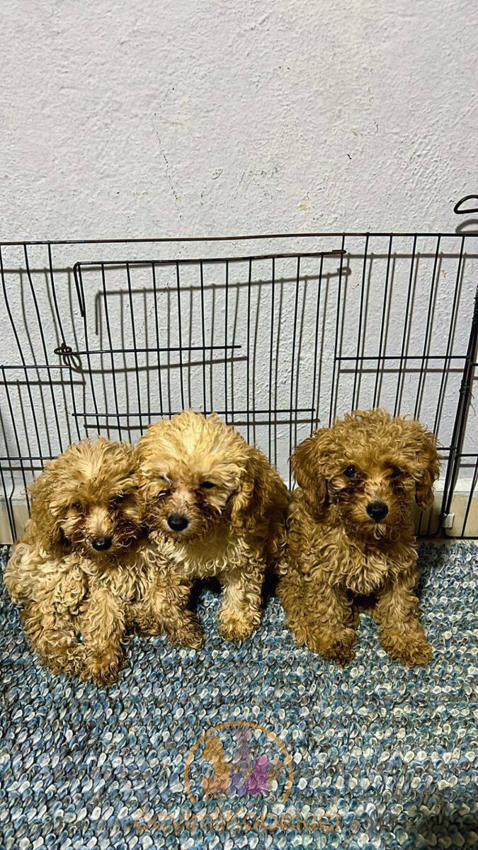 satılık Poodle Toy üçüncü fotoğrafı