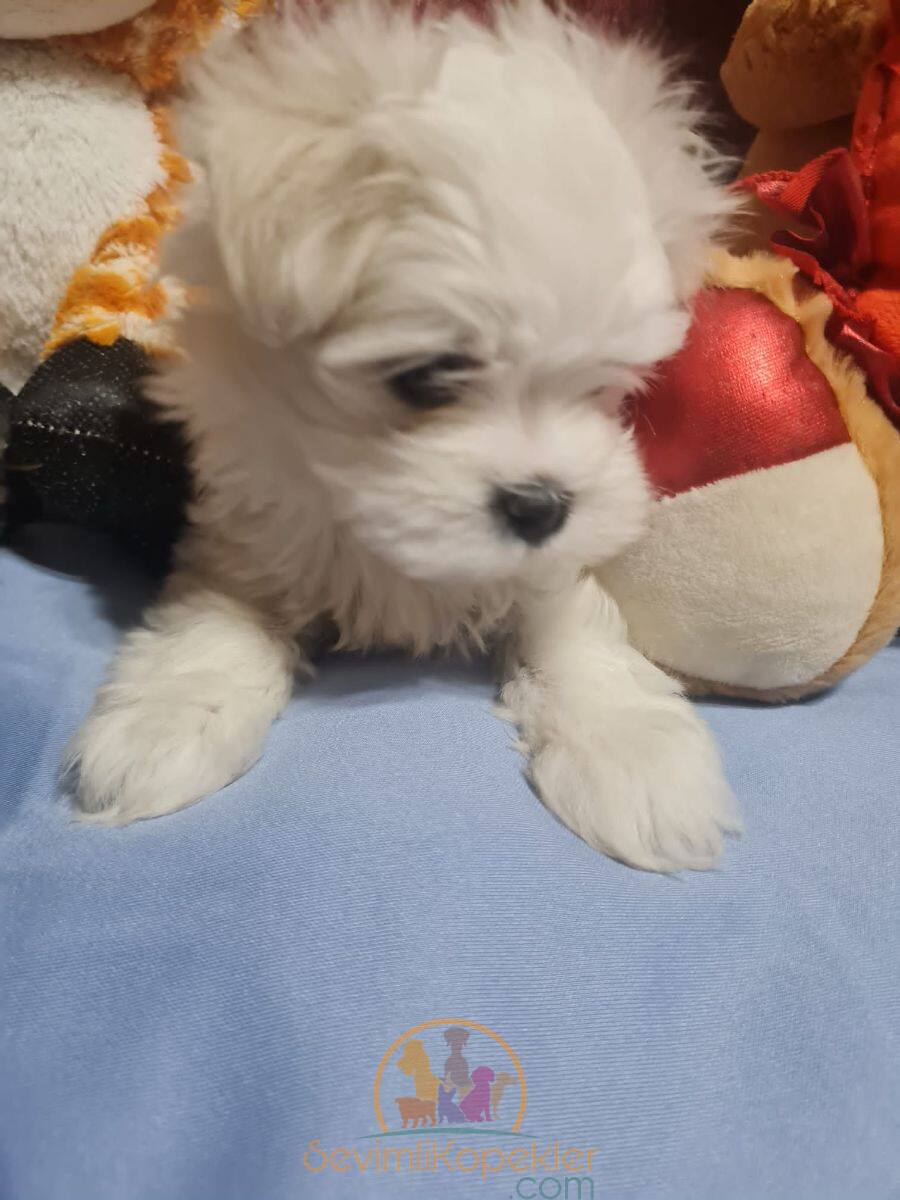 satılık Terrier Maltese dördüncü fotoğrafı