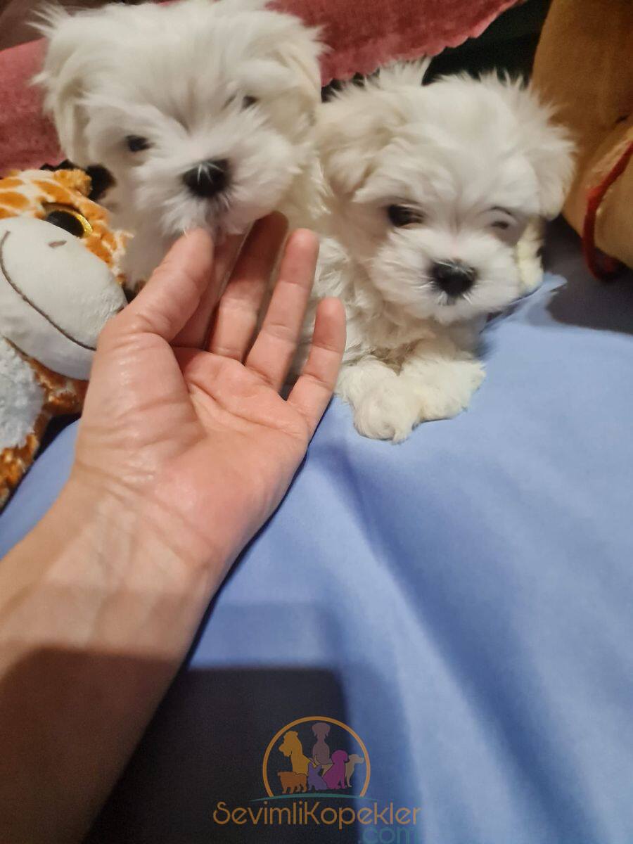 satılık Terrier Maltese üçüncü fotoğrafı