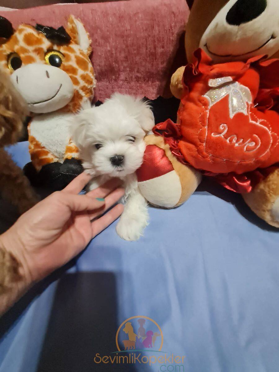 satılık Terrier Maltese dördüncü fotoğrafı