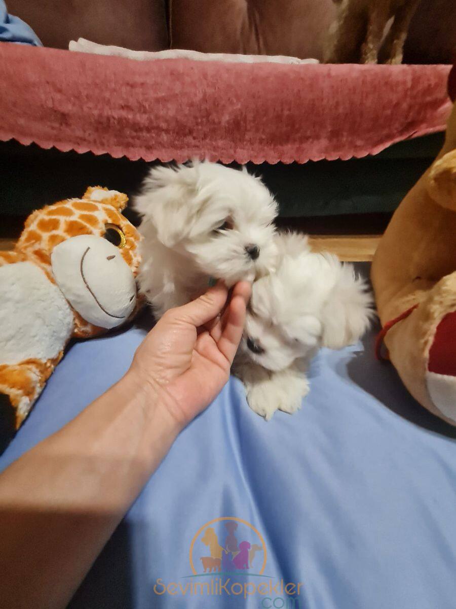 satılık Terrier Maltese beşinci fotoğrafı