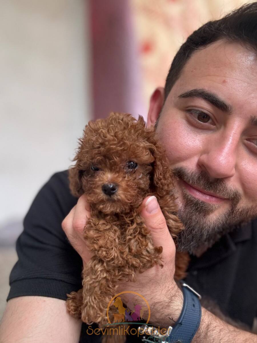 satılık Poodle Toy üçüncü fotoğrafı