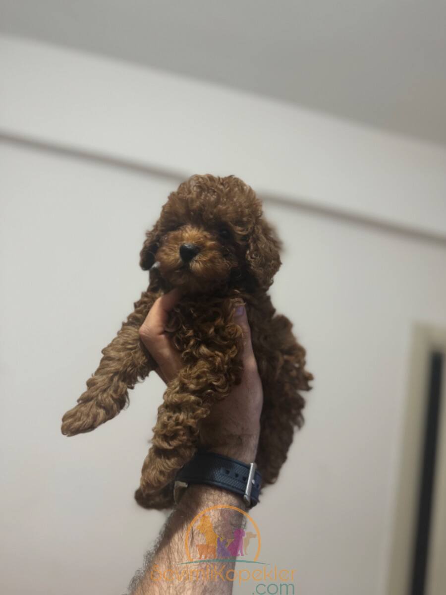 satılık Poodle Toy beşinci fotoğrafı