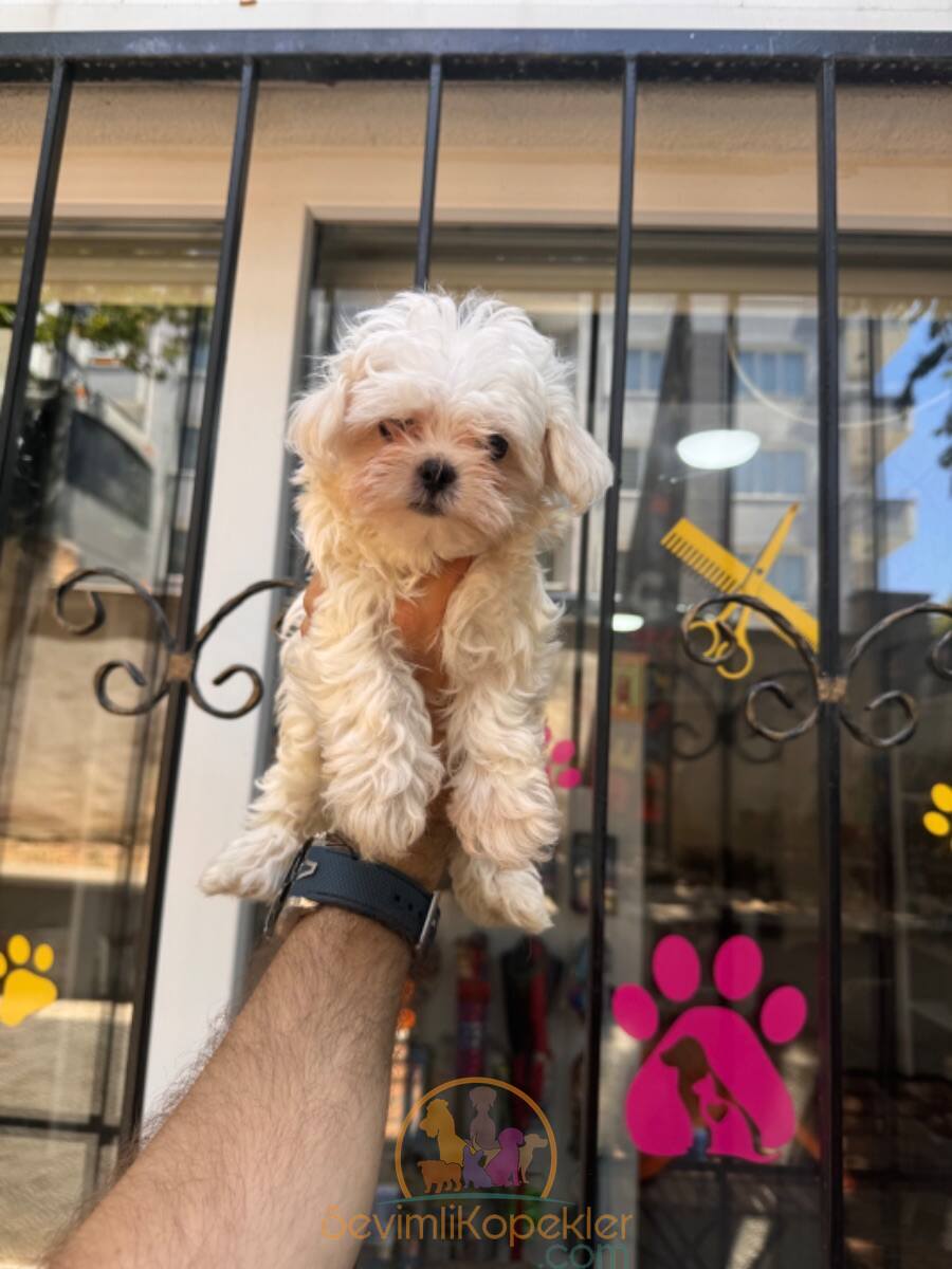 satılık Terrier Maltese üçüncü fotoğrafı