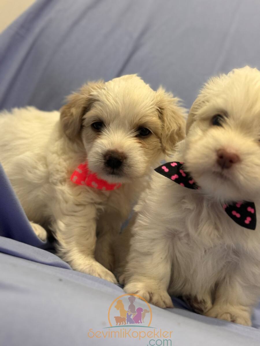 satılık Terrier Maltese ikinci fotoğrafı