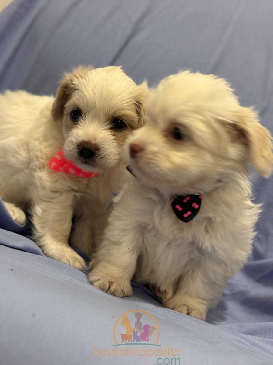 satılık Terrier Maltese üçüncü fotoğrafı