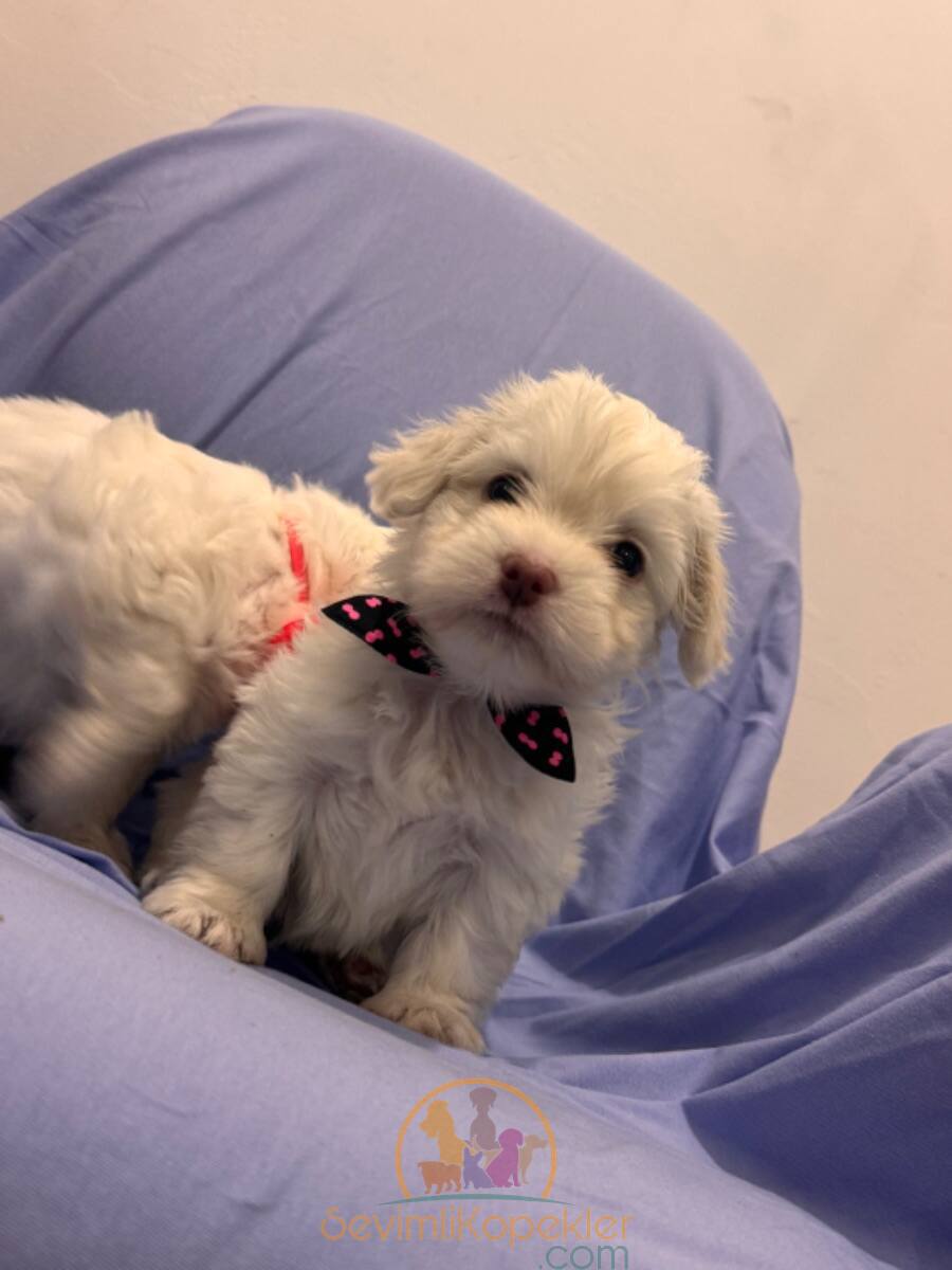 satılık Terrier Maltese dördüncü fotoğrafı