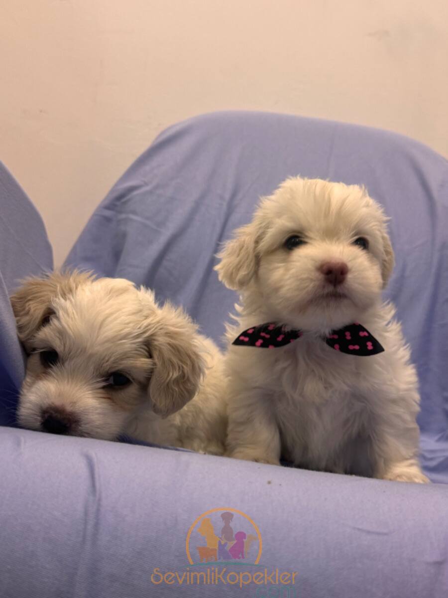 satılık Terrier Maltese üçüncü fotoğrafı