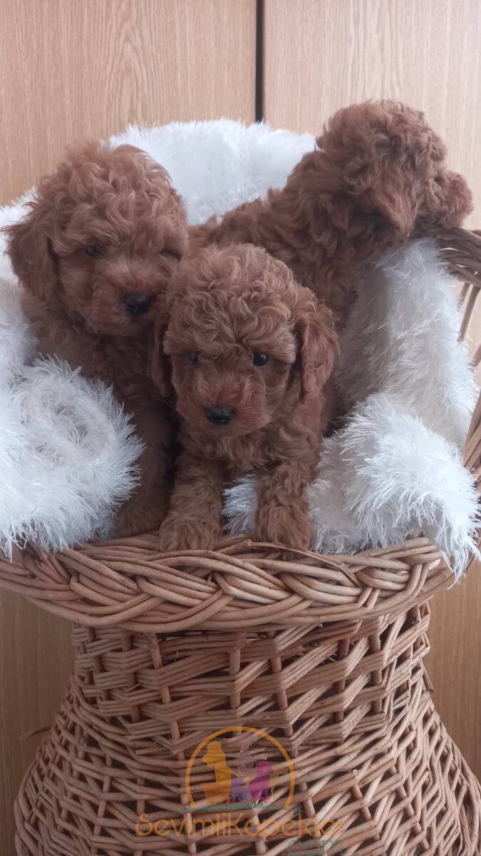 satılık Poodle Toy fiyatı