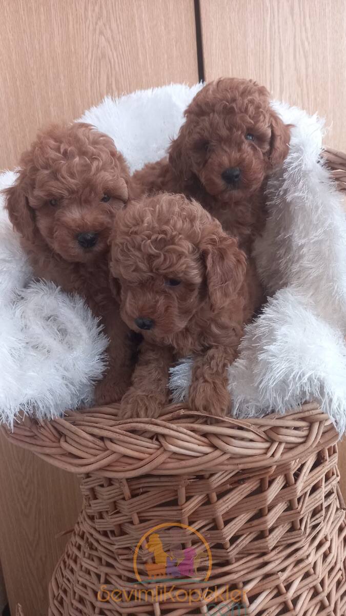 satılık Poodle Toy ikinci fotoğrafı