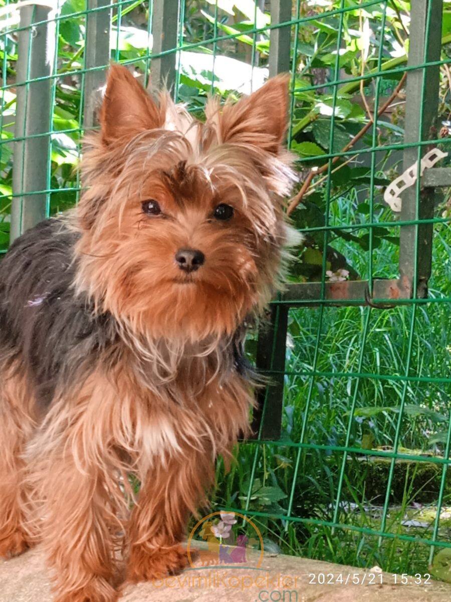 satılık Yorkshire Terrier üçüncü fotoğrafı