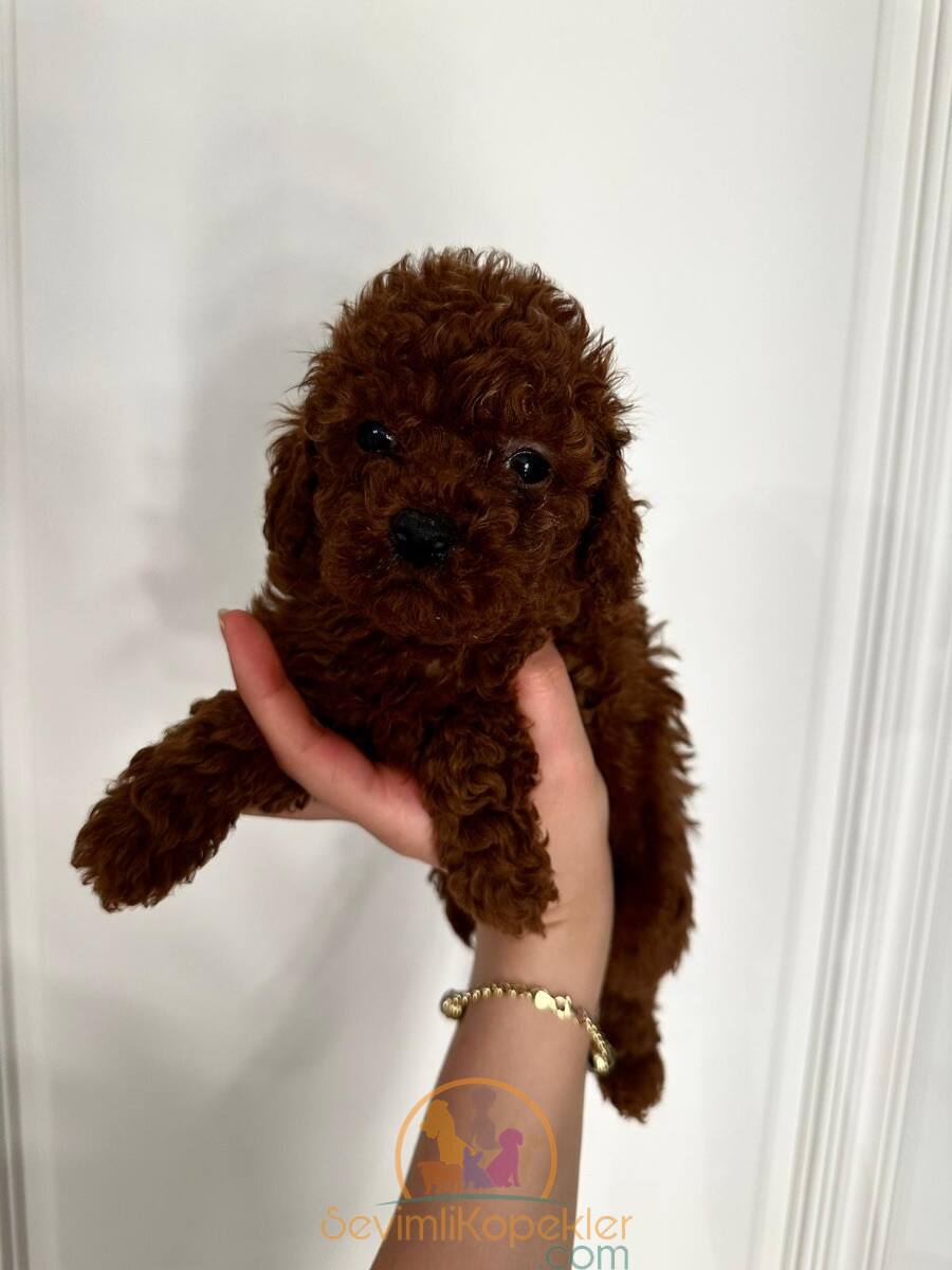 satılık Poodle Toy fiyatı