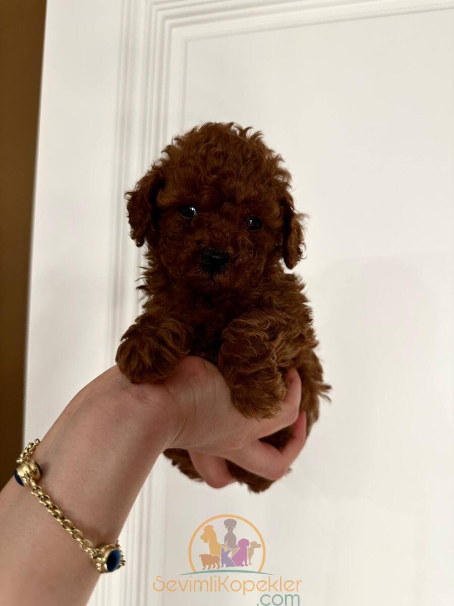 satılık Poodle Toy ikinci fotoğrafı