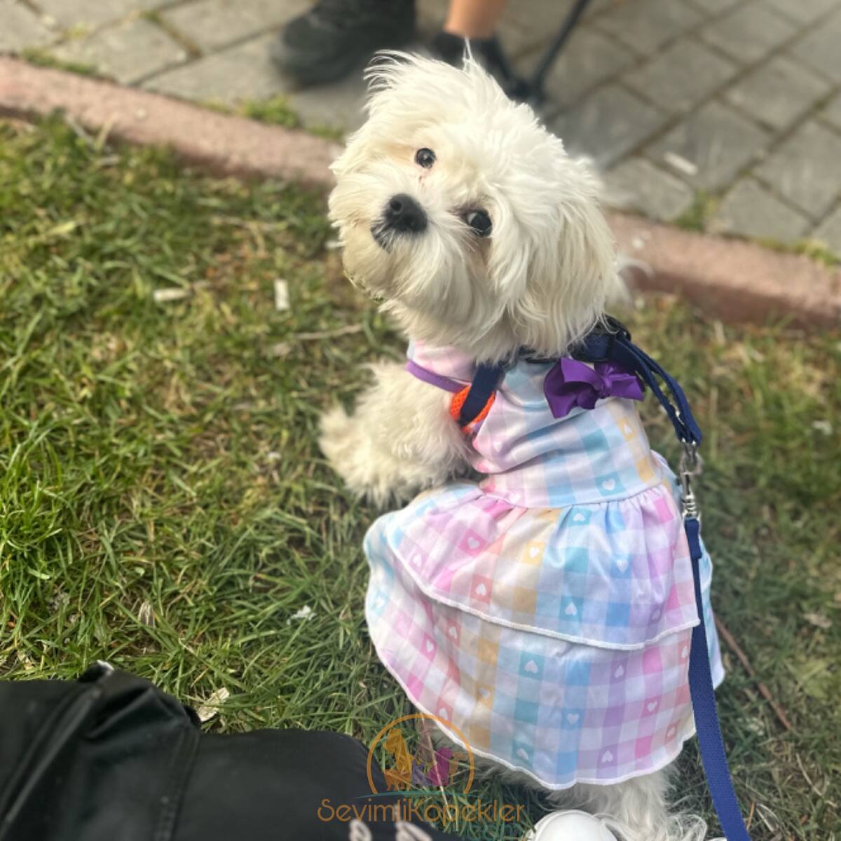 satılık Maltipoo ikinci fotoğrafı