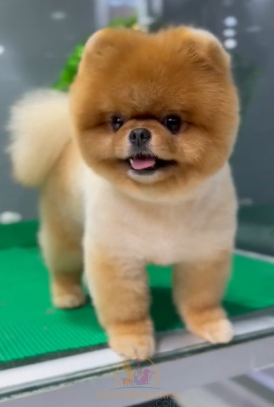 satılık Pomeranian ikinci fotoğrafı